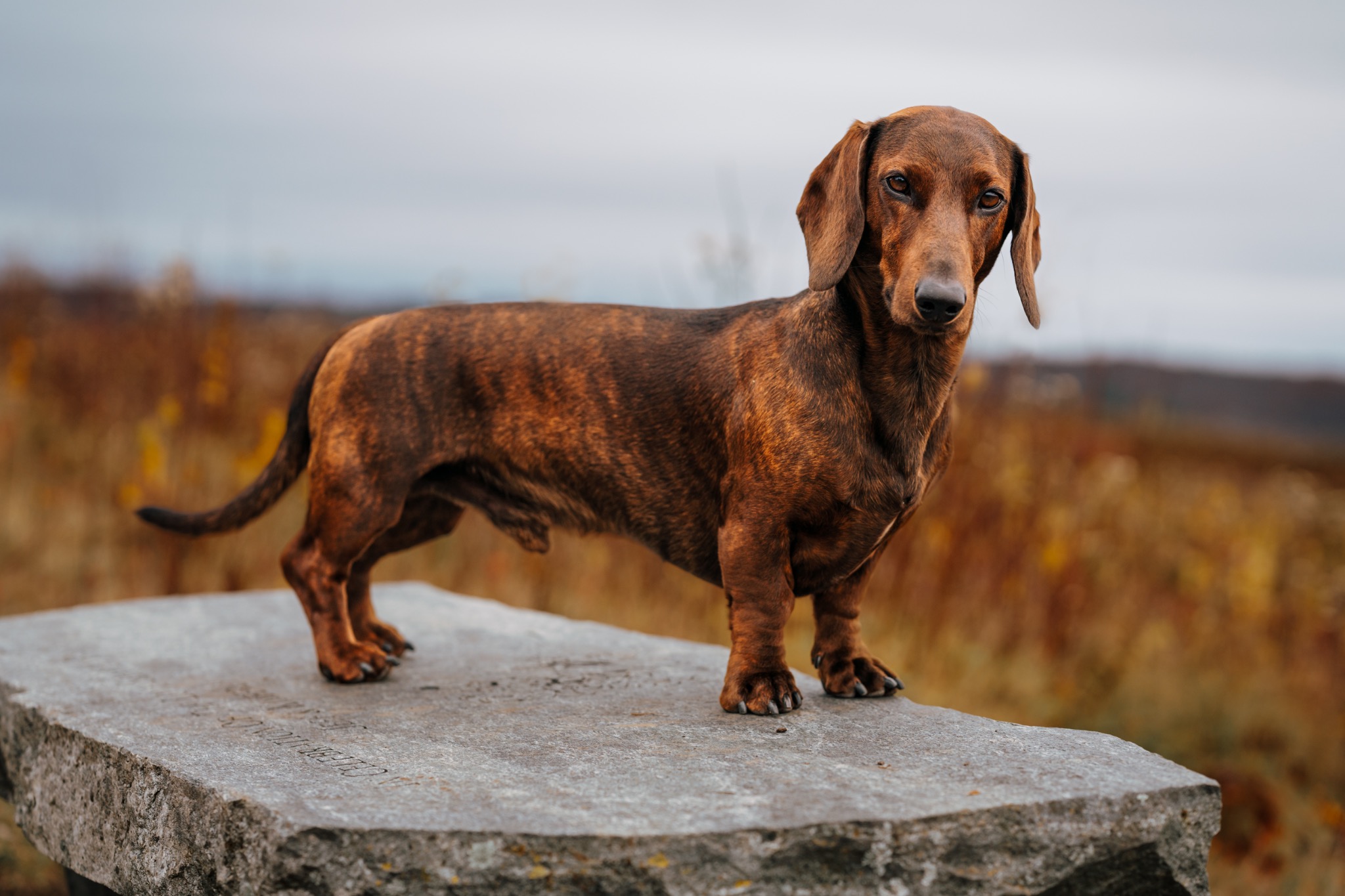 Dachshund above the autumn landscape at Beech Hill