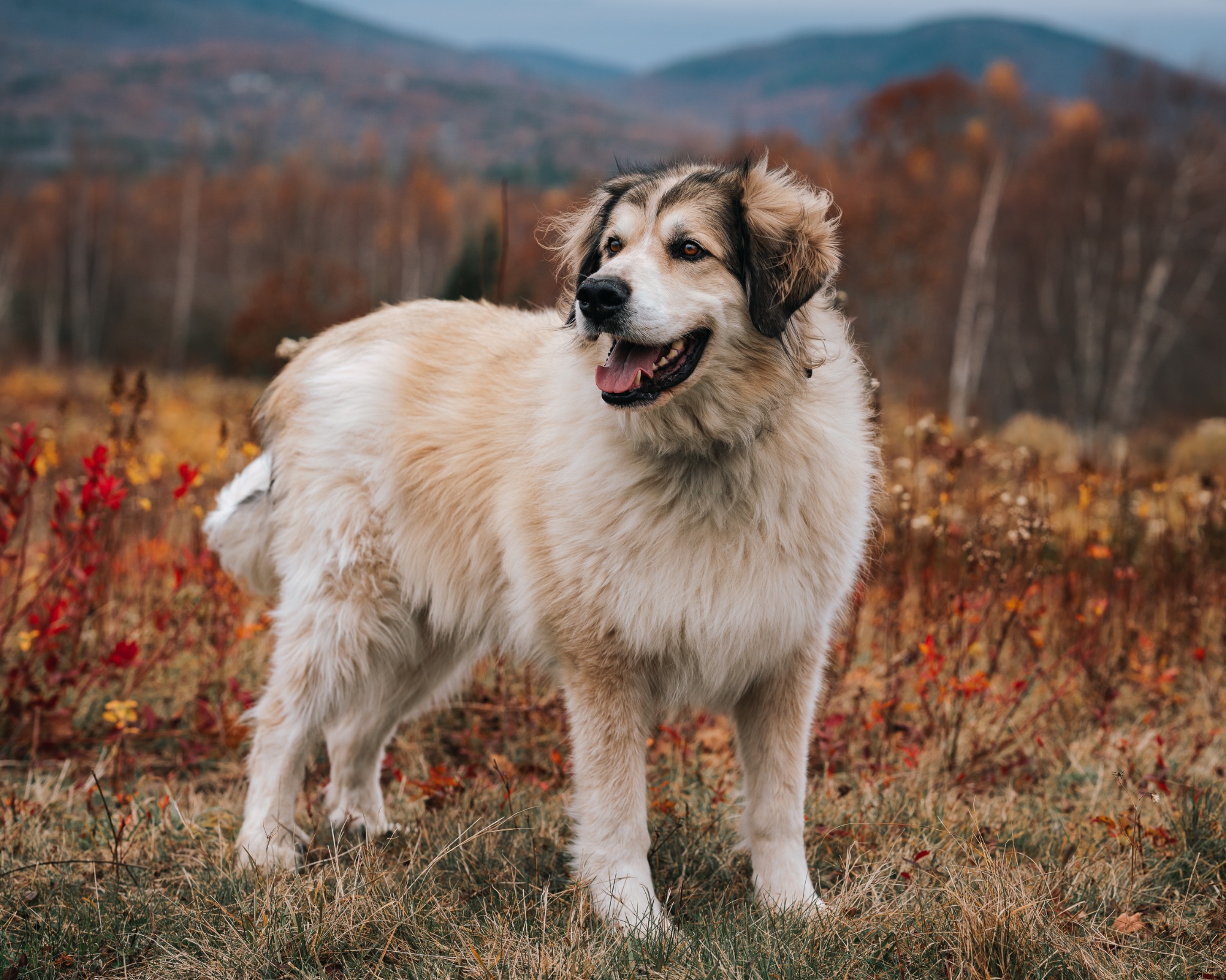 A dog among the fall colors at Beech Hill