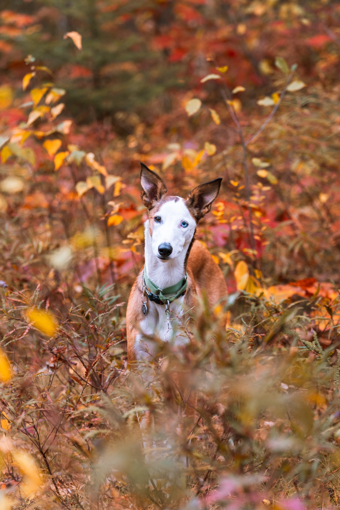 Dog standing among colorful fall foliage